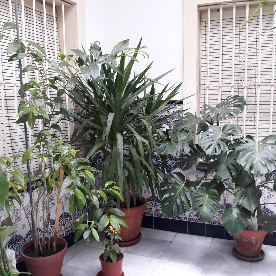 Ferienwohnung Atico Soleado Cádiz Exterior foto
